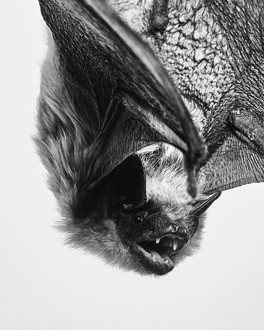 Monochrome close-up of a bat hanging upside down, mouth open to reveal its sharp teeth, captured against a plain white background.