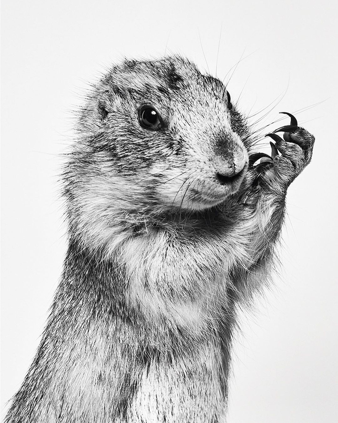 Black and white portrait of a prairie dog standing upright, with its paw near its face, looking directly at the camera against a white backdrop.