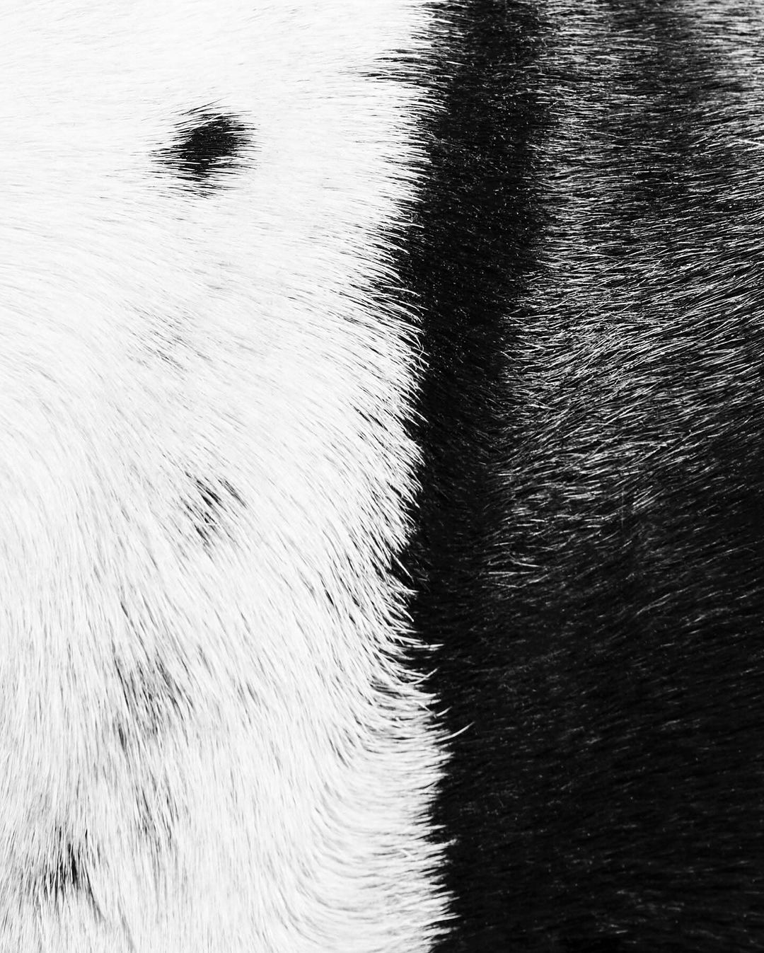 Monochrome image shows a close-up of black and white animal fur with contrasting texture, creating an abstract yet organic composition.