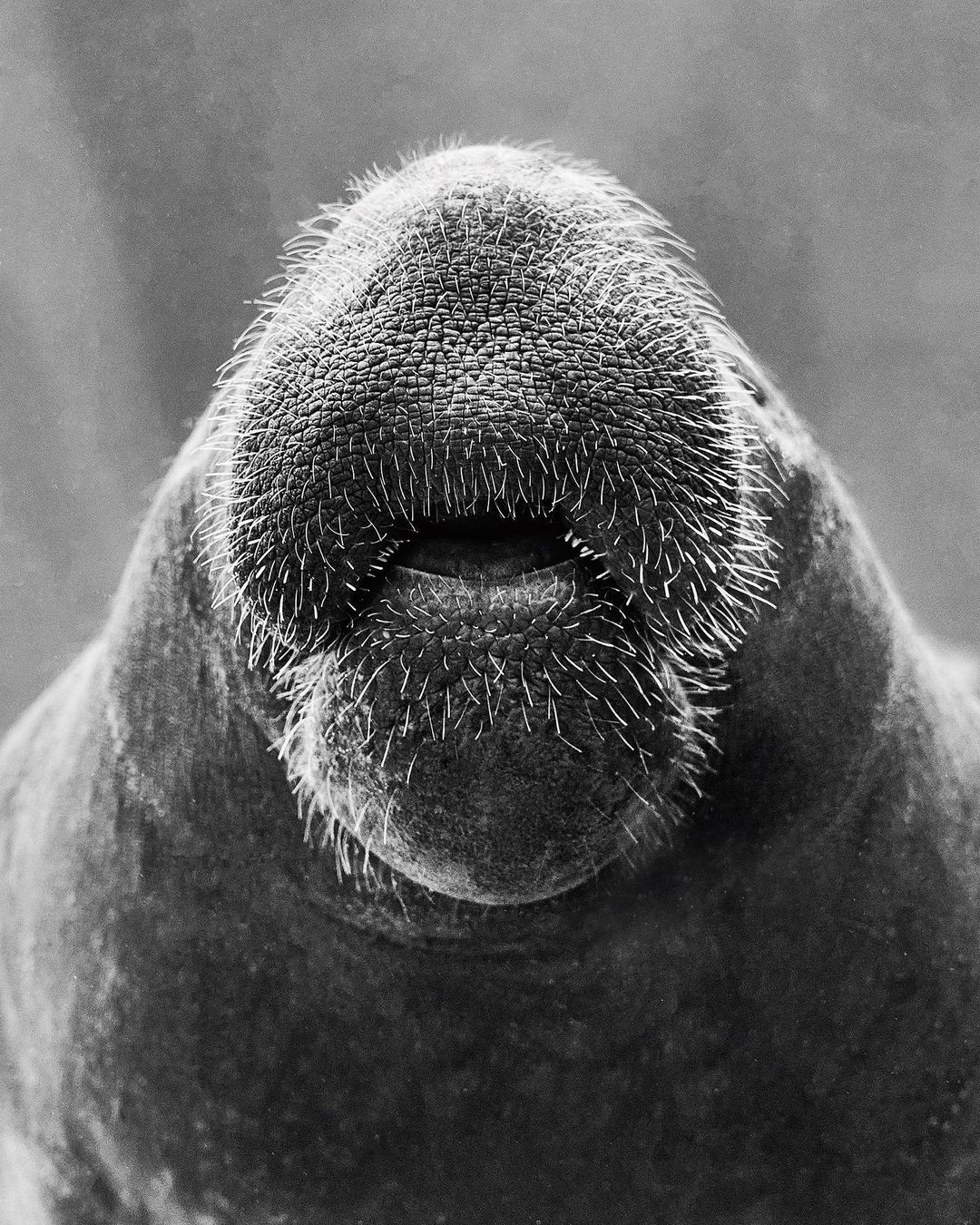Close-up black and white photo of a walrus face featuring its nose, whiskers, and mouth, with the background out of focus.