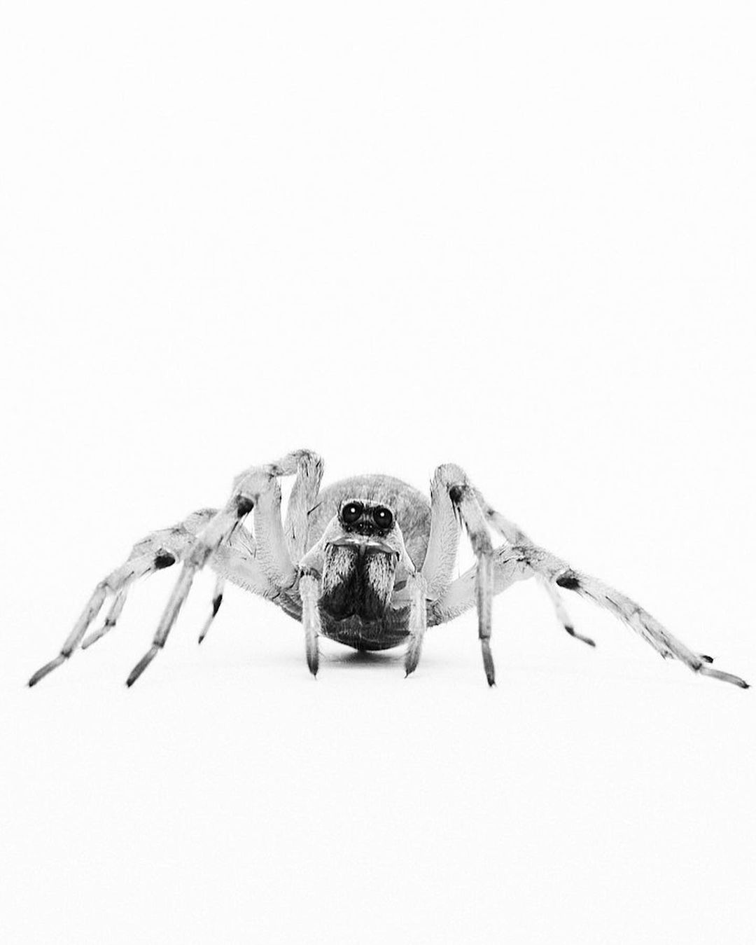 High-contrast studio shot of a wolf spider, featuring its eight legs and multiple eyes, set against a clean white background.