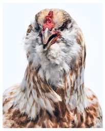 Close-up portrait of a speckled chicken with a red comb against a plain white background