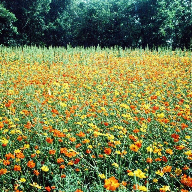 Field of cosmos flowers in full bloom with orange and yellow petals, set against a backdrop of green trees and lush foliage.