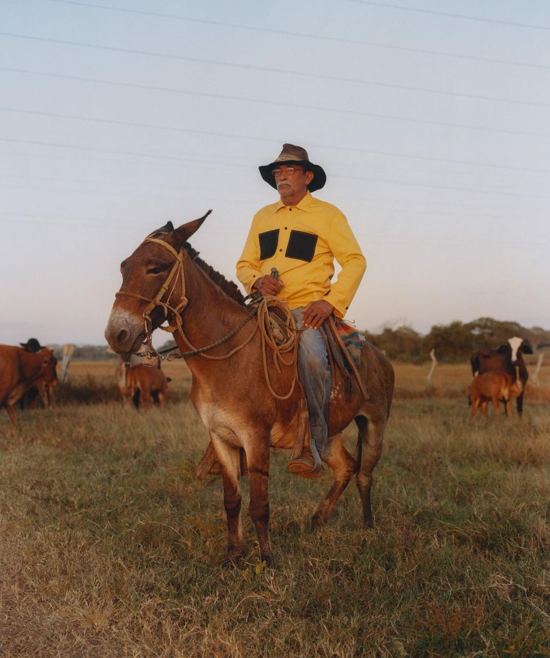 Cowboy on a mule in a rural field. A man in a yellow shirt and cowboy hat rides a brown mule through a grassy field with grazing cows.