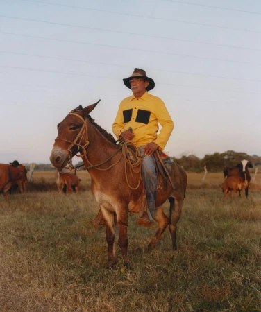 Cowboy on a mule in a rural field. A man in a yellow shirt and cowboy hat rides a brown mule through a grassy field with grazing cows.