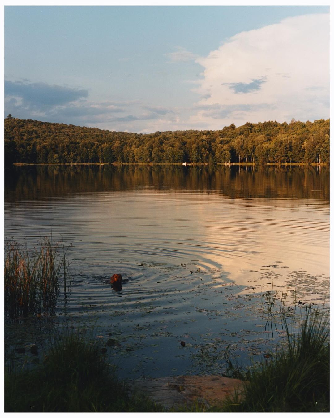 An orange dog swims in a calm lake surrounded by a dark green forest under a blue and cloudy sky during the day.