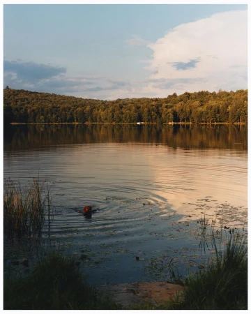 An orange dog swims in a calm lake surrounded by a dark green forest under a blue and cloudy sky during the day.