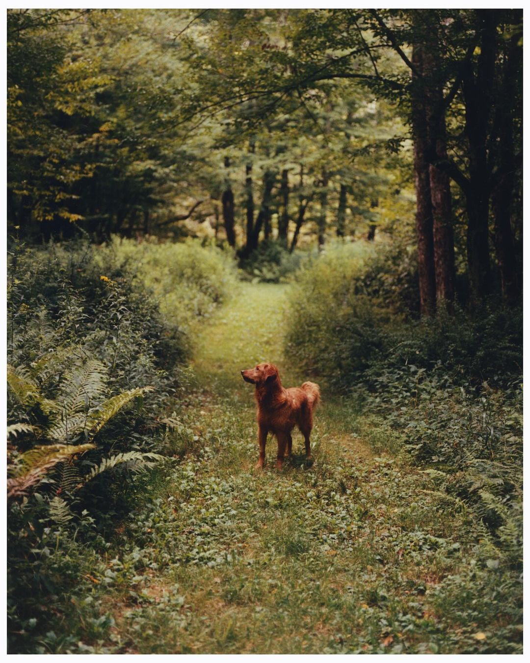 Golden retriever stands on a grass path through a green forest on a sunny day. Trees line the path and sunlight filters through the trees.