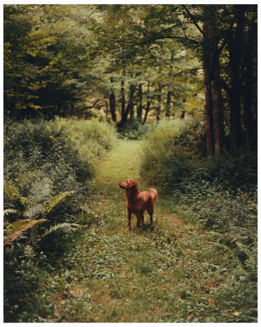 Golden retriever stands on a grass path through a green forest on a sunny day. Trees line the path and sunlight filters through the trees.