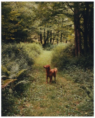 Golden retriever stands on a grass path through a green forest on a sunny day. Trees line the path and sunlight filters through the trees.