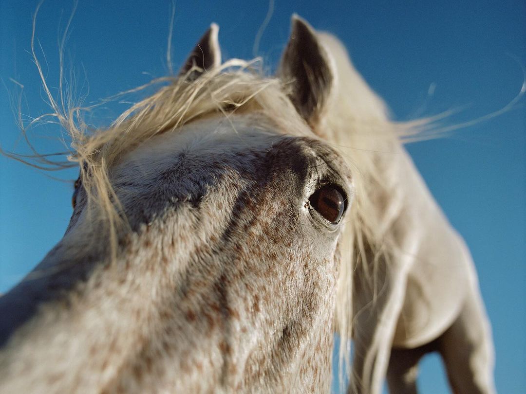 Extreme close-up of a white horse's head against a bright blue sky, showcasing detailed facial features and a textured coat.
