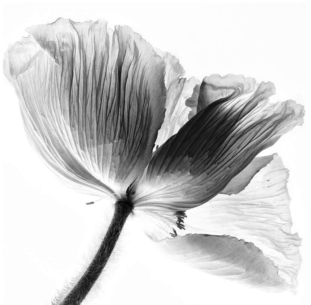 Monochrome close-up of a poppy flower, emphasizing its delicate petals and intricate details against a bright white background.