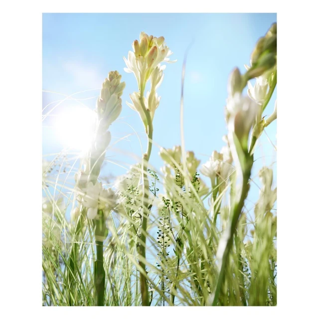 Low angle view of white tuberose flowers reaching up towards the bright blue sky, with tall green grass and a soft, diffused sunlight.