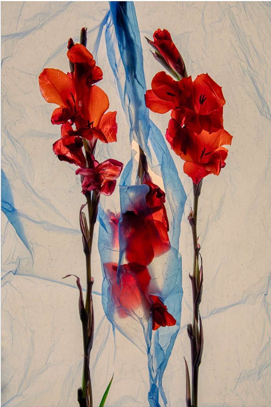 Still life photography featuring orange gladiolus flowers draped with a translucent blue plastic sheet on a light background.