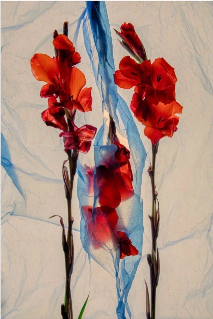 Still life photography featuring orange gladiolus flowers draped with a translucent blue plastic sheet on a light background.