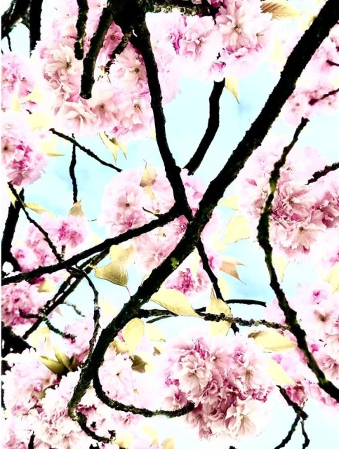 Upward shot of pink cherry blossoms on a tree against a light blue sky. The pink blooms are clustered tightly on dark tree branches.