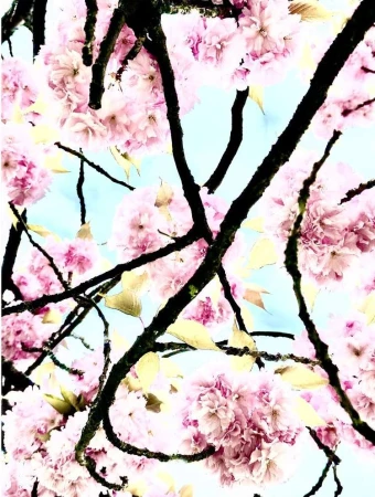 Upward shot of pink cherry blossoms on a tree against a light blue sky. The pink blooms are clustered tightly on dark tree branches.