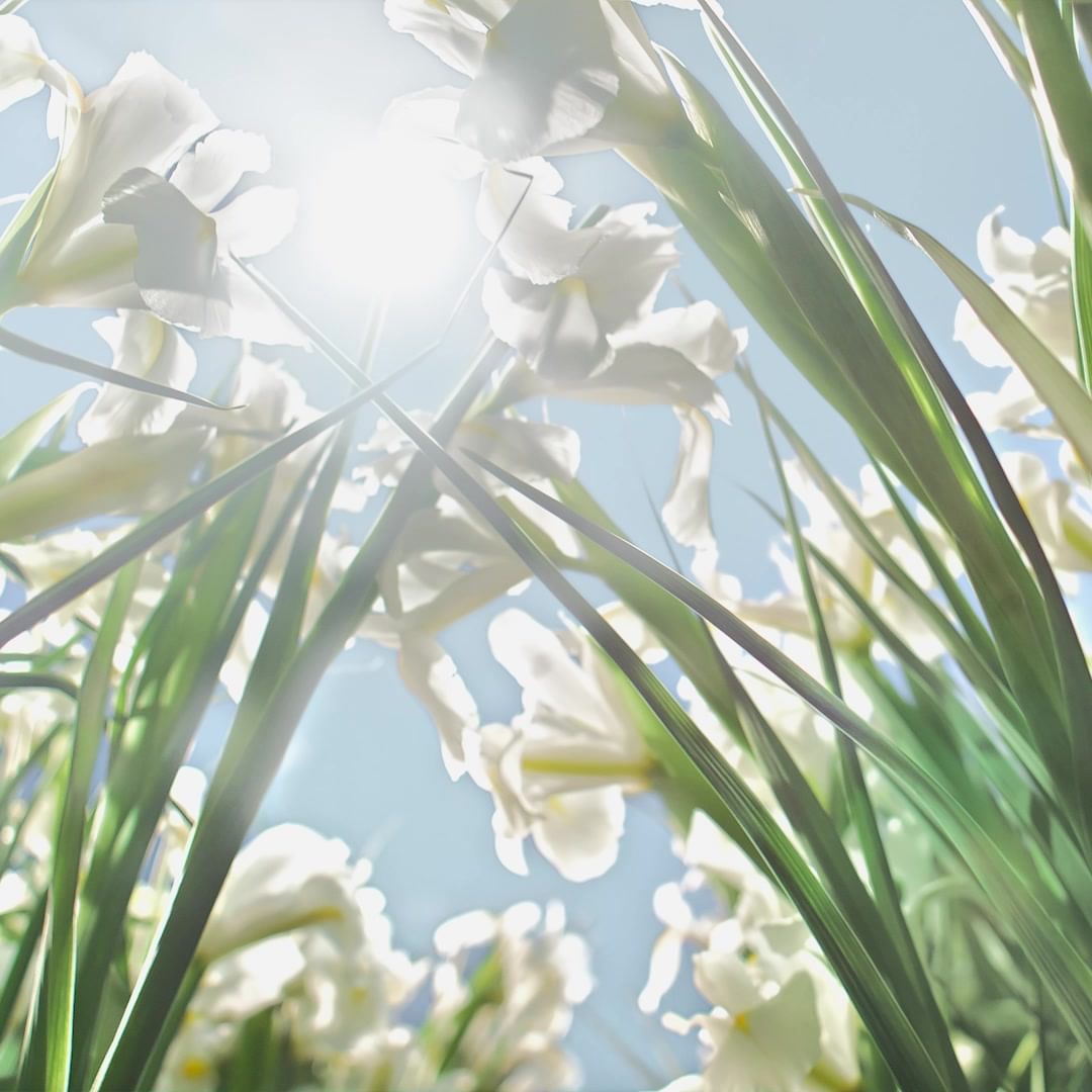 Low-angle shot of white flowers with green stems pointing towards the bright sun and blue sky on a sunny day, creating a fresh, floral aesthetic.