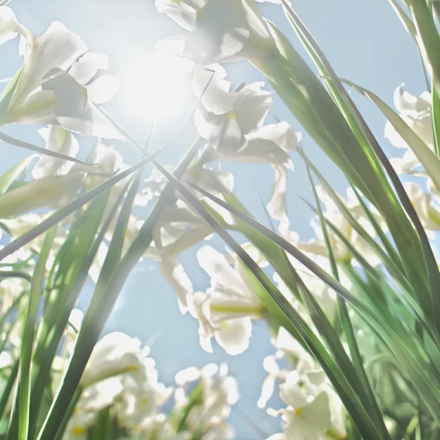 Low-angle shot of white flowers with green stems pointing towards the bright sun and blue sky on a sunny day, creating a fresh, floral aesthetic.