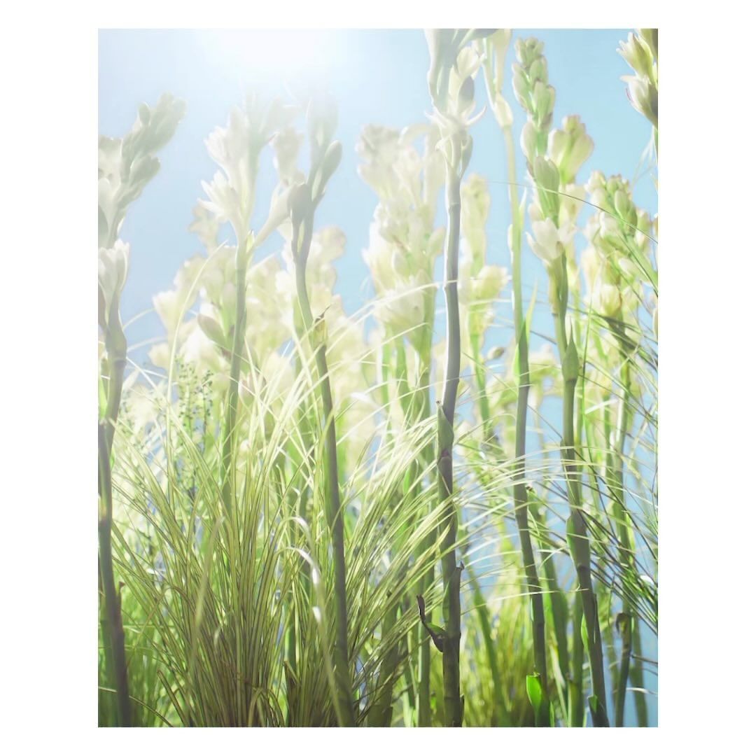 Low-angle shot of tall, elegant white flowers with green foliage reaching up towards a soft, pale blue sky and diffused sunlight.