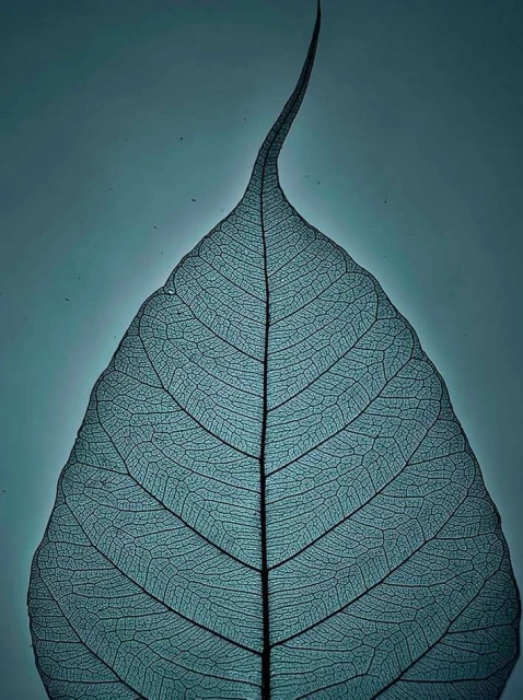 Close-up photograph of a translucent skeleton leaf showcasing its intricate vein pattern against a soft teal background.