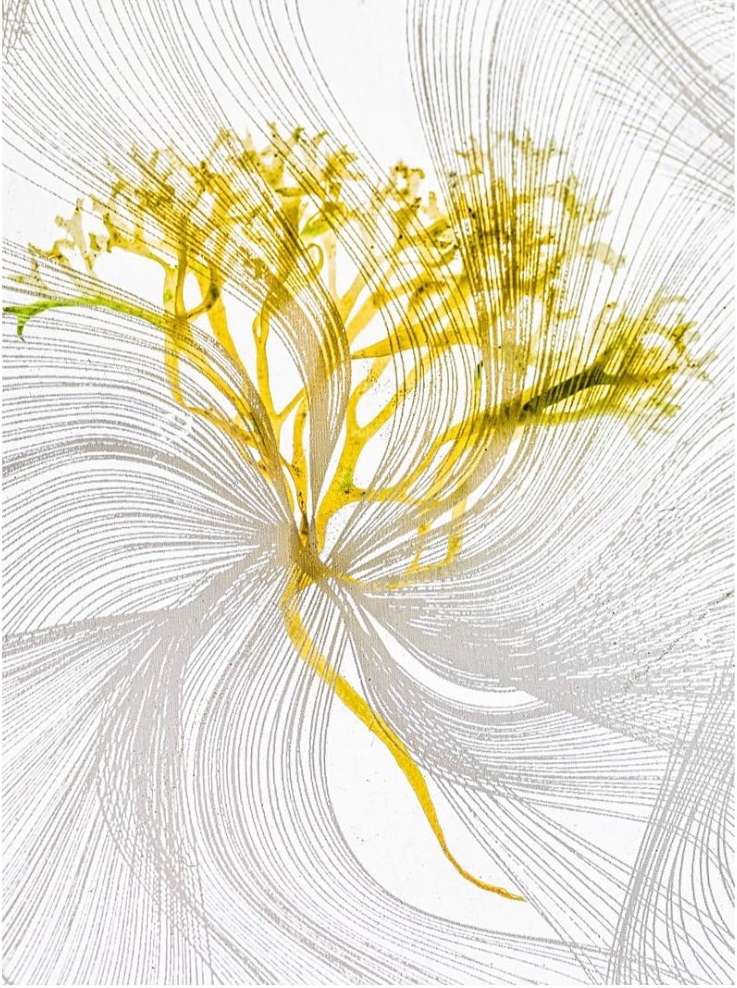 Abstract nature art featuring a flowing, radiating composition of gold-toned plant form with silver swirling lines on a white backdrop.