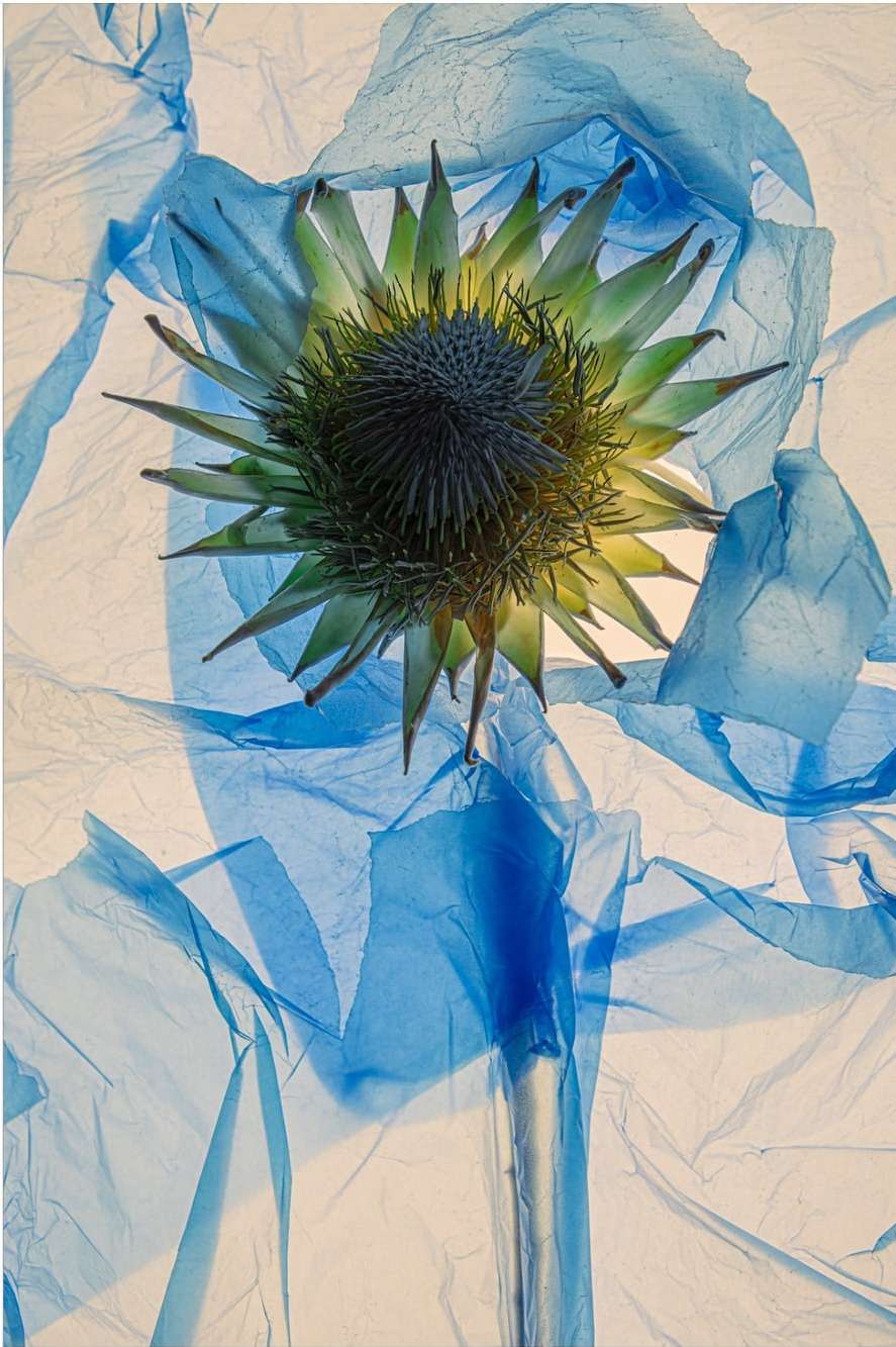 Protea flower close-up shot with green leaves and a dark center surrounded by translucent blue plastic sheeting on a white background.