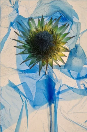 Protea flower close-up shot with green leaves and a dark center surrounded by translucent blue plastic sheeting on a white background.