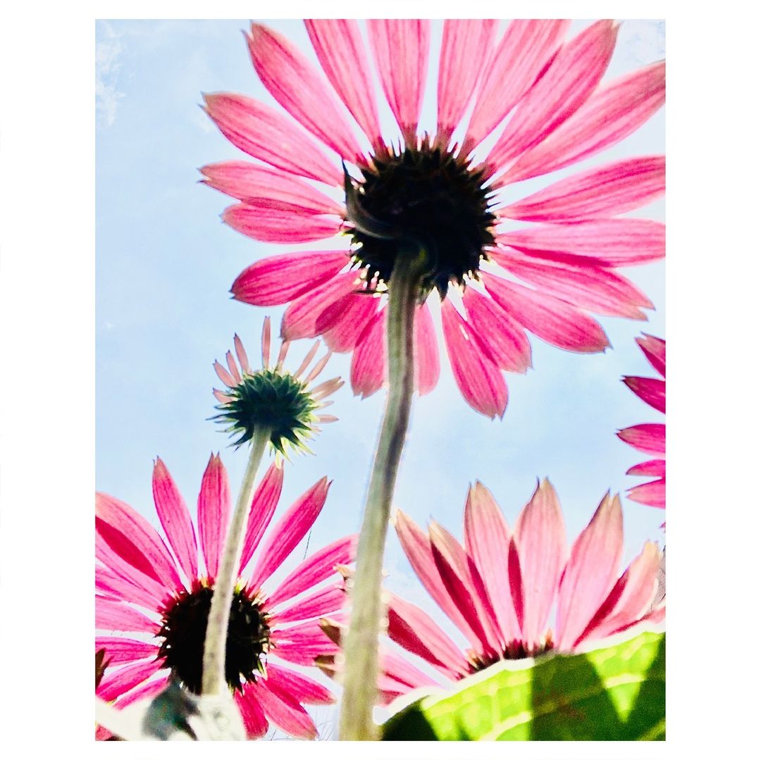 Low-angle shot of vibrant pink coneflowers against a pale blue sky. The floral arrangement showcases the plant's stems and petals.