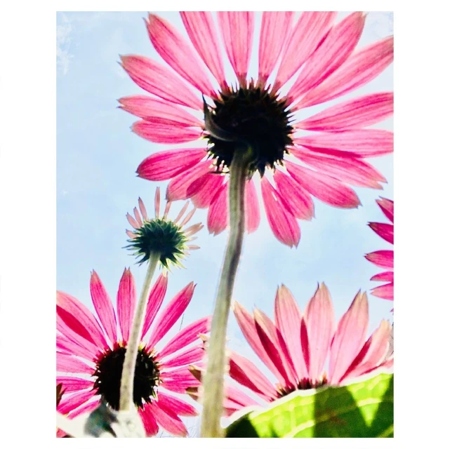 Low-angle shot of vibrant pink coneflowers against a pale blue sky. The floral arrangement showcases the plant's stems and petals.