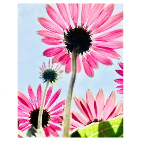 Low-angle shot of vibrant pink coneflowers against a pale blue sky. The floral arrangement showcases the plant's stems and petals.