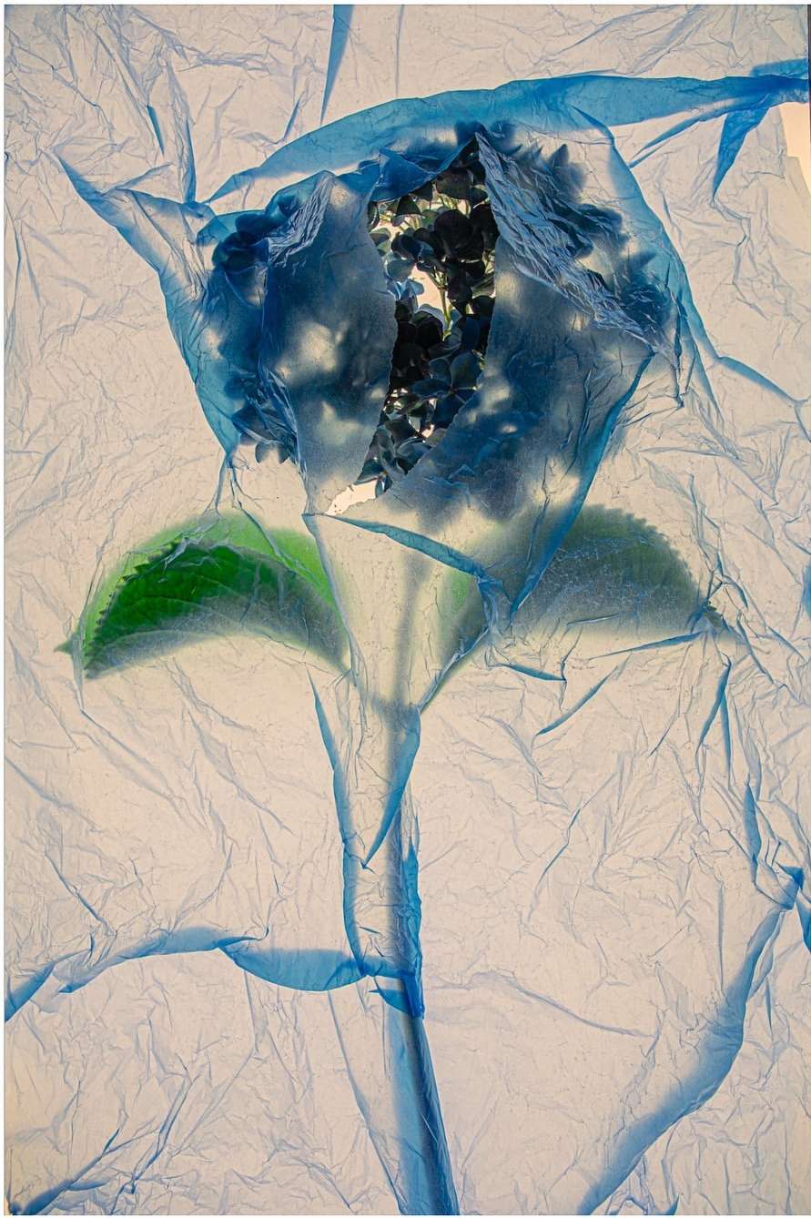 Still life photograph of a blue hydrangea flower wrapped in blue plastic, with green leaves and a stem, against a white backdrop.