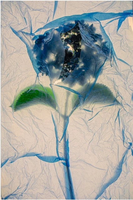 Still life photograph of a blue hydrangea flower wrapped in blue plastic, with green leaves and a stem, against a white backdrop.