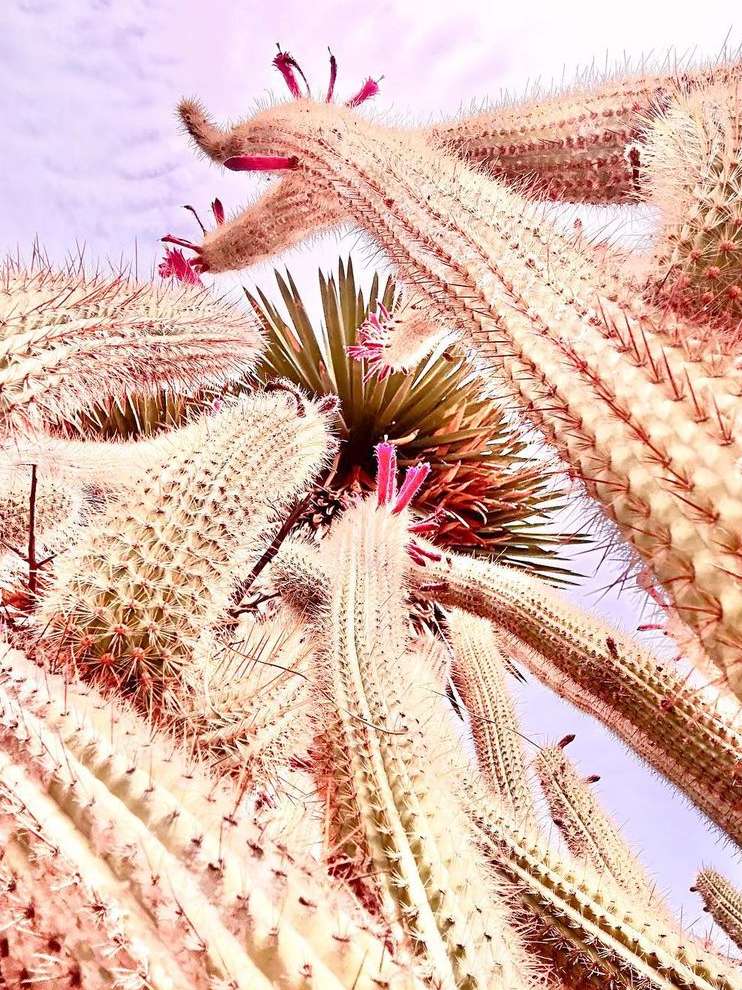 A cluster of tall cacti with pink flowers pointing upwards against a light purple sky in a low-angle shot in an outdoor setting.
