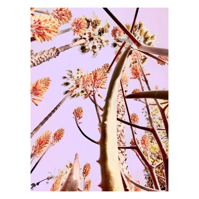 Low-angle view of aloe plants with orange flowers, palm trees, and blue sky with diffused lighting in a nature setting.