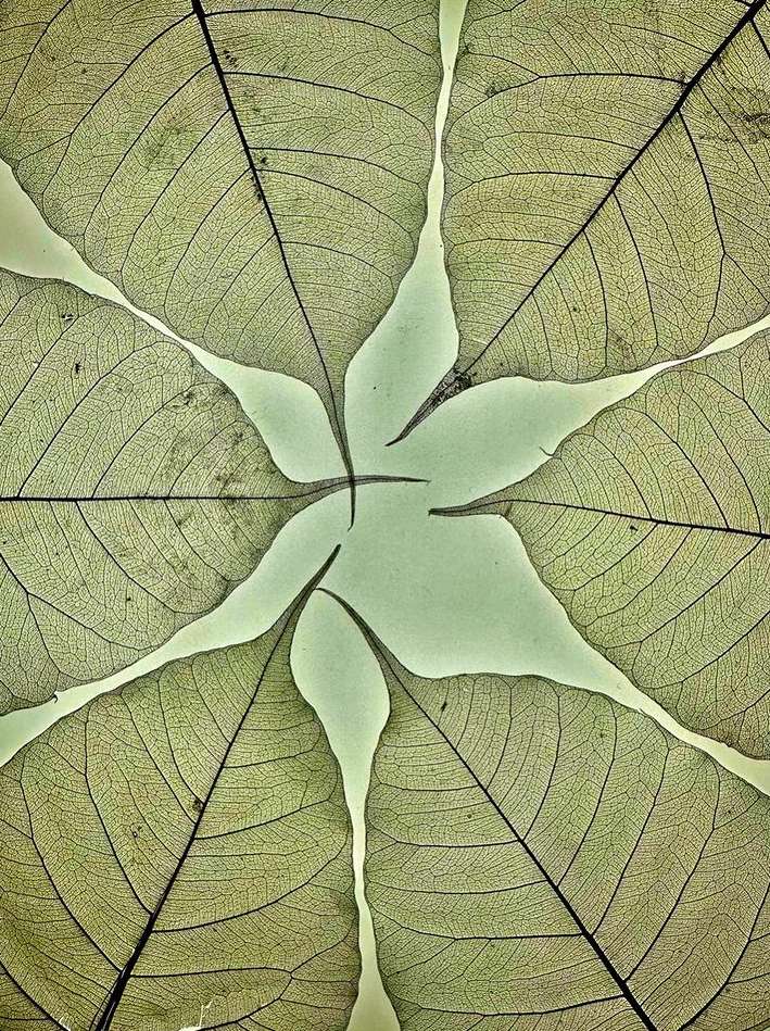 Macro shot of pale green, translucent leaf skeletons arranged in a radial pattern against a soft, light green background.