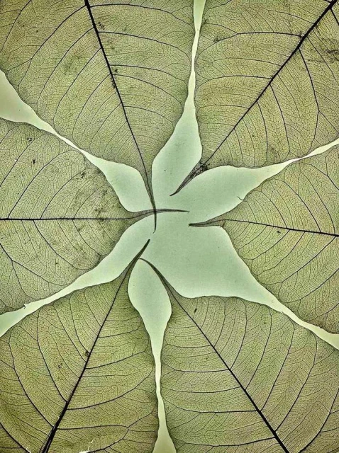 Macro shot of pale green, translucent leaf skeletons arranged in a radial pattern against a soft, light green background.