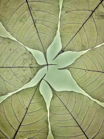 Macro shot of pale green, translucent leaf skeletons arranged in a radial pattern against a soft, light green background.