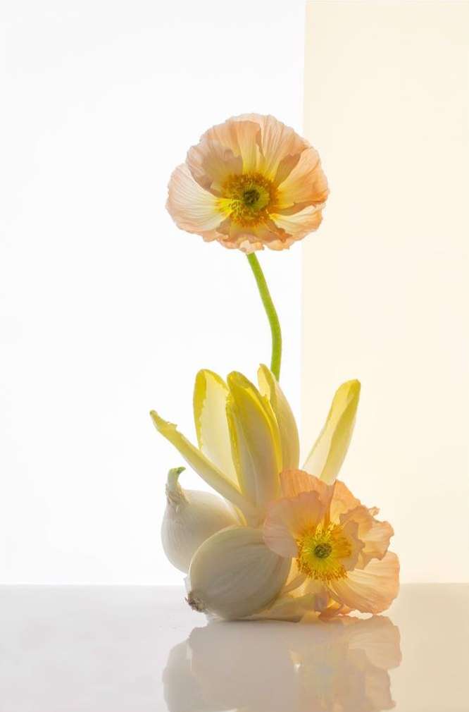 Still life composition features pink poppy flowers, white endives, and shallots against a gradient white to pale yellow background.