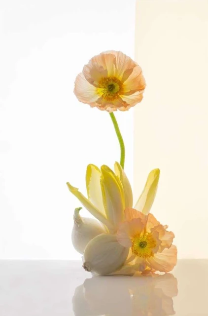 Still life composition features pink poppy flowers, white endives, and shallots against a gradient white to pale yellow background.