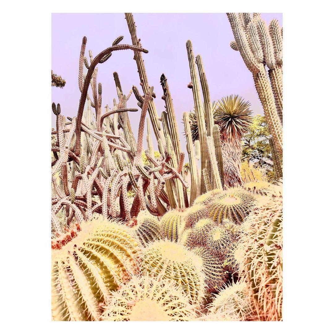 Desert landscape featuring a variety of cacti including golden barrel cactus, agave, and tall columnar cacti under a light purple sky.