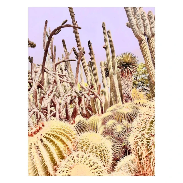 Desert landscape featuring a variety of cacti including golden barrel cactus, agave, and tall columnar cacti under a light purple sky.