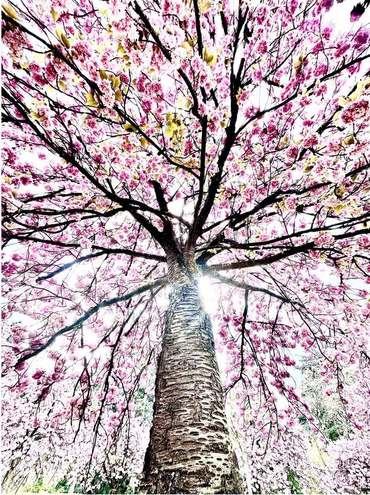 Looking up at a tree with pink flowers in bloom, branches reaching overhead creating a natural canopy, sunlight shining through.