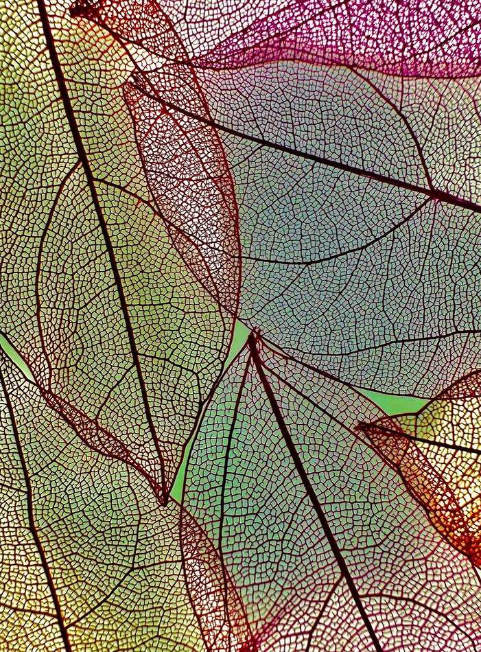 Close-up image showing a layered arrangement of translucent, multi-colored leaves displaying intricate vein patterns, creating a textured organic backdrop.