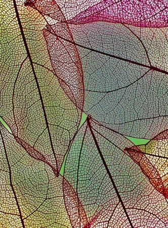 Close-up image showing a layered arrangement of translucent, multi-colored leaves displaying intricate vein patterns, creating a textured organic backdrop.