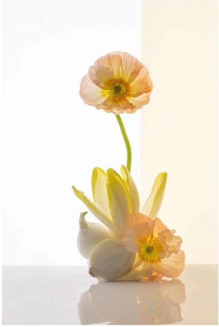 Floral still life photograph featuring a peach poppy bloom, endive, and a shallot bulb against a soft, graduated background. High-key lighting.