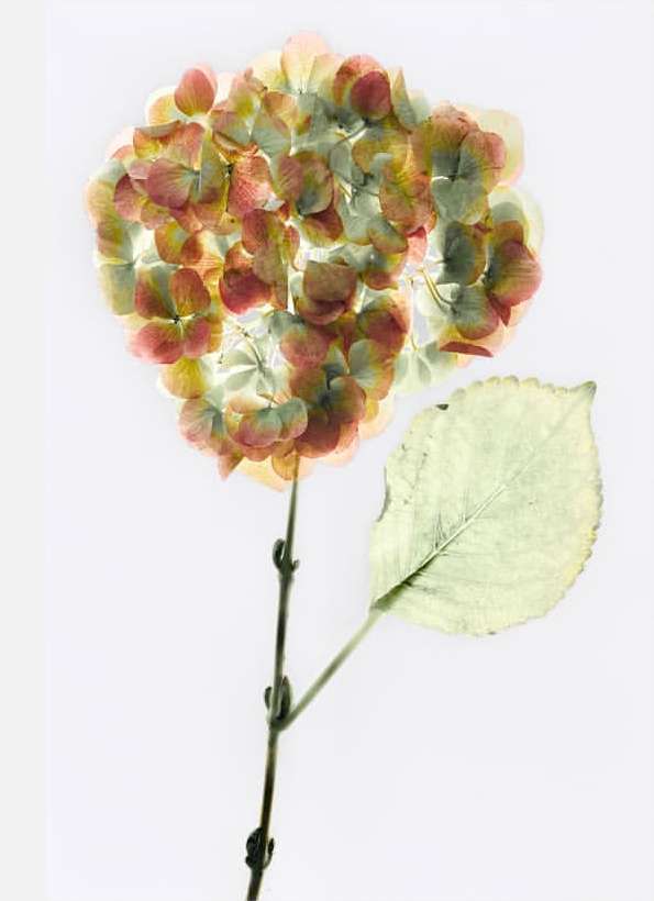 Botanical still life of a hydrangea flower with green leaves and dark stems on a white background, evoking a soft, ethereal aesthetic.