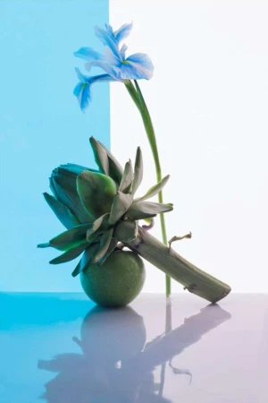Still life with artichoke and apple, illuminated by blue and white light. The composition also features a blue iris.