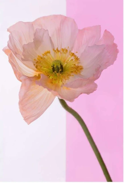 Macro photo of a light pink poppy flower in full bloom with a yellow center, set against a background split between white and pink.