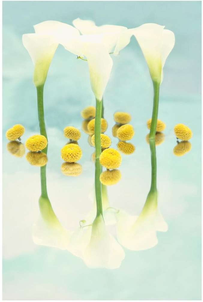 Floral still life featuring three white calla lilies and yellow Craspedia globosa flowers reflected against a soft aqua backdrop.